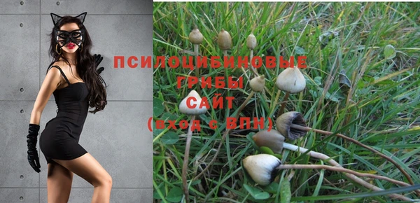 гашик Белокуриха